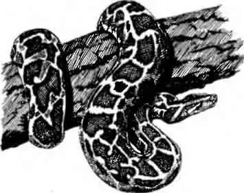 Тигровый питон Python molurus Тигровый питон Python molurus