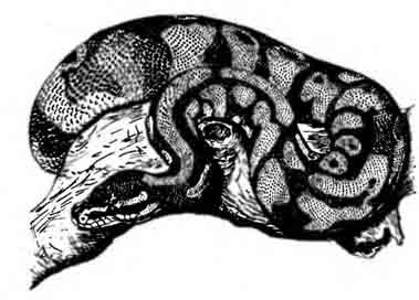Королевский питон Python regius