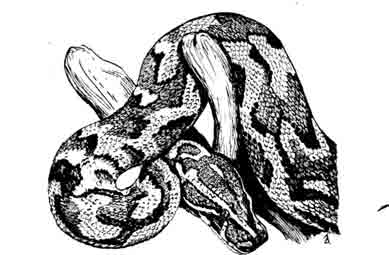 Иероглифовый питон Python sebae