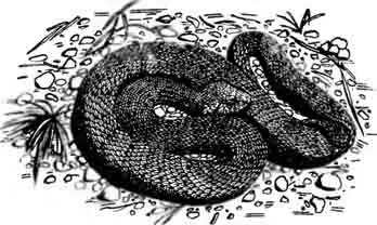 Мадагаскарский удав Дюмериля Acranthophis durnerili Мадагаскарский удав Дюмериля Acranthophis durnerili