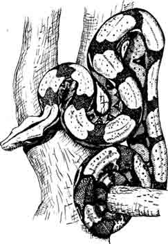 Обыкновенный удав Boa constrictor