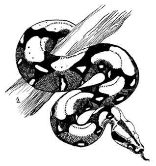 Перуанский обыкновенный удав Boa constrictor orthonii