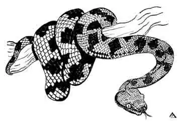 Кольчатый удав Corallus annulatus Кольчатый удав Corallus annulatus