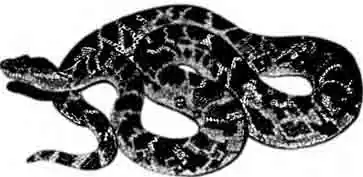 Кубинский гладкогубый удав Epicrates angulifer Кубинский гладкогубый удав Epicrates angulifer