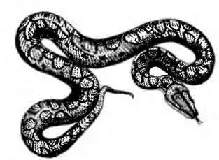 Радужный удав, или абома Epicrates cenchria Радужный удав, или абома Epicrates cenchria