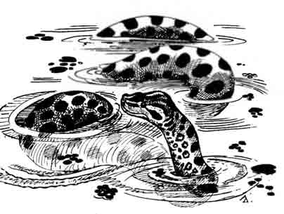 Обыкновенная анаконда Eunectes murinus