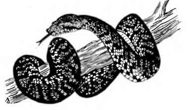 Кандойа Биброна Candoia bibroni