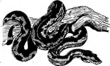 Ребристая кандойа Candoia carinata Ребристая кандойа Candoia carinata