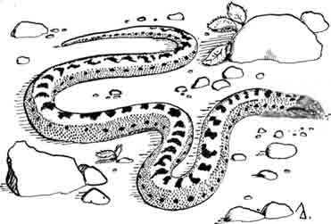 Стройный удавчик Eryx elegans
