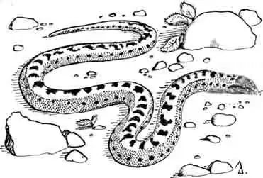 Стройный удавчик Eryx elegans Стройный удавчик Eryx elegans