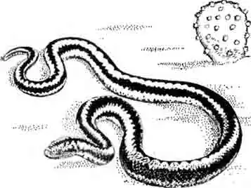 Трехполосый розовый удав Lichanura trivirgata Трехполосый розовый удав Lichanura trivirgata