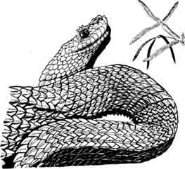 Карликовый шишковатый удав Буланже Trachyboa boulengeri