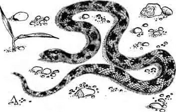 Афганский литоринх Lithorhynchus ridgewayi Афганский литоринх Lithorhynchus ridgewayi