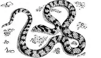 Изменчивый олигодон Oligodon taeniolatus Изменчивый олигодон Oligodon taeniolatus