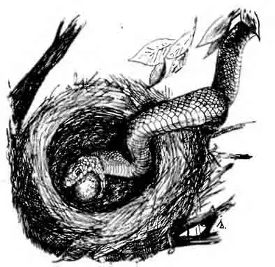 Эскулапов полоз Elaphe longissima Эскулапов полоз Elaphe longissima