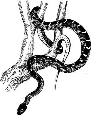 Индийская бойга Boiga trigonatum Индийская бойга Boiga trigonatum