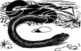 Индиговая змея Drymarchon corais. Индиговая змея Drymarchon corais.