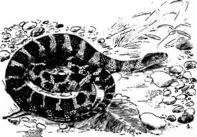 Поперечнополосатая неродия Nerodia fasciata