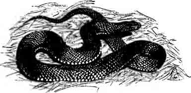 Красиобрюхий черный аспид Pseudechis porphyriaeus