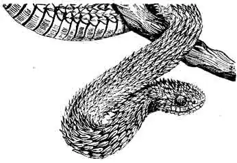 Колючая кустарниковая гадюка Athens hispidus Колючая кустарниковая гадюка Athens hispidus