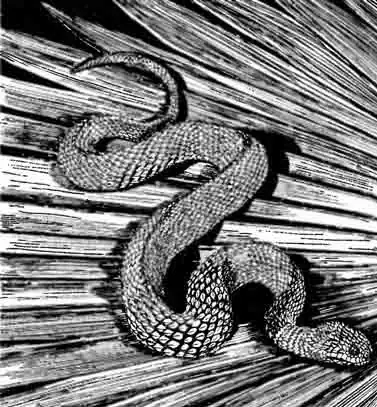 Конголезская кустарниковая гадюка Athens squamiger Конголезская кустарниковая гадюка Athens squamiger