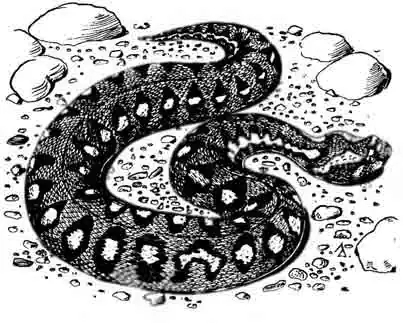 Горная африканская гадюка Bitts atrops Горная африканская гадюка Bitts atrops