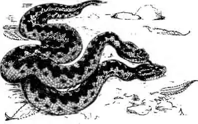 Сеоанская, или иберийская, гадюка Vipera seoanaei
