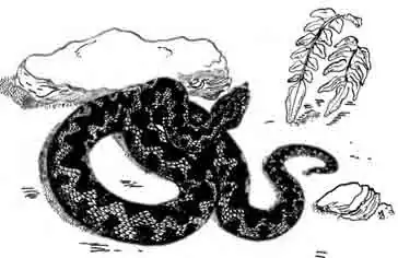 Курносая гадюка Vipera latastii