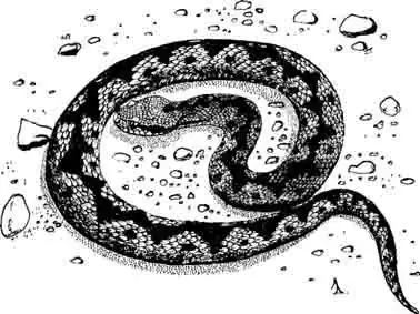 Гадюка Латифи Vipera latifi
