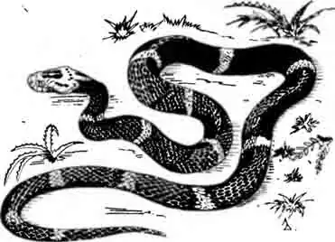 Китайская гадюка Azemiops feae Китайская гадюка Azemiops feae