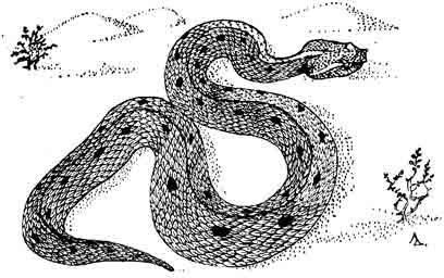 Листоносая гадюка Макмагона Eristicophis macmahoni