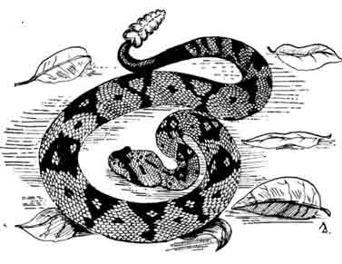 Чернохвостый гремучник Crotalus molossus