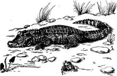 Китайский аллигатор Alligator sinensis Китайский аллигатор Alligator sinensis