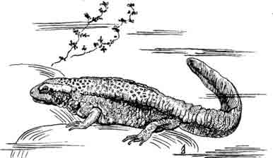 Вьетнамский парамезотритон Paramesotriton deloustali