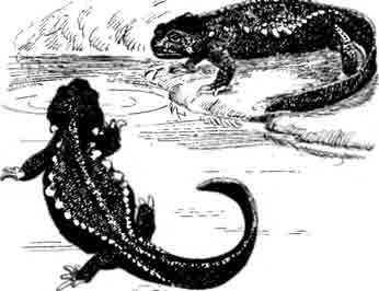 Крокодиловая саламандра Андерсона Tylototriton andersoni
