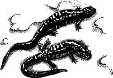 Большепалая амбистома Ambystoma macrodactylum Baird, 1849 Большепалая амбистома Ambystoma macrodactylum Baird, 1849