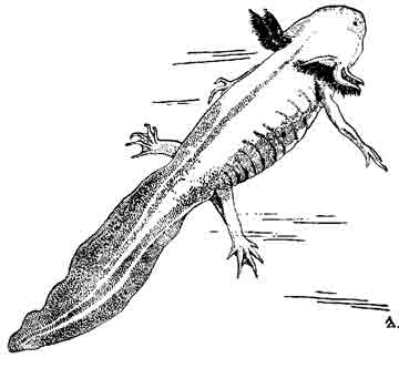 Мексиканская амбистома Ambystoma mexicanum (Shaw, 1789)