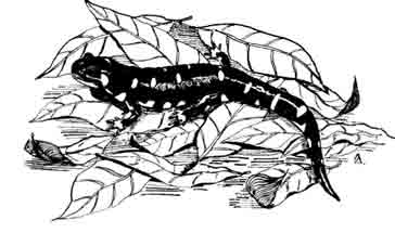 Калифорнийская тигровая амбистома Ambystoma tigrinum calitorniense Gray, 1853