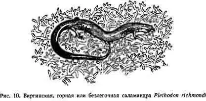  Виргинская горная, или Безлегочная, саламандра Plethodon richmondi Netting et Mittleman, 1938