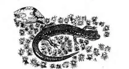 Безлегочная саламандра Неттинга Plethodon nettingi Безлегочная саламандра Неттинга Plethodon nettingi