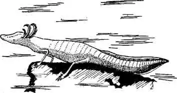 Техасская слепая саламандра Tyhlomolge rathbuni