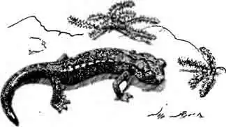 Озерная плоскоголовая саламандра Hydromantes shastae Озерная плоскоголовая саламандра Hydromantes shastae