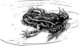 Лиопельма Арчея Leiopelma archeyi Лиопельма Арчея Leiopelma archeyi