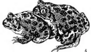 Сирийская чесночница Pelobates syriacua Сирийская чесночница Pelobates syriacua
