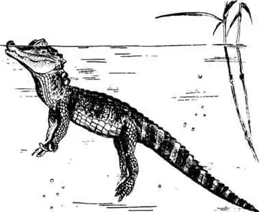 Широкомордый кайман Caiman latirostris Широкомордый кайман Caiman latirostris