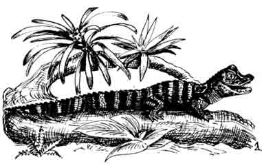 Черный кайман Melanosuchus niger