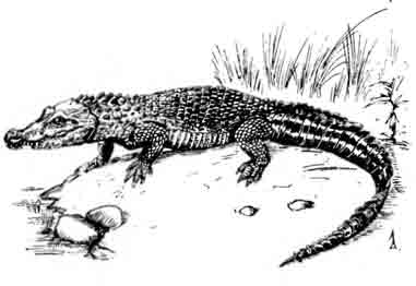 Гладколобый кайман Paleosuchus palpebrosus