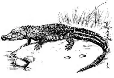 Гладколобый кайман Paleosuchus palpebrosus Гладколобый кайман Paleosuchus palpebrosus