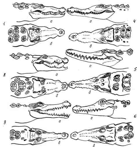 Крокодилы:  1— нильский Crocodylus niloticus, 2 — центральноамериканский Crocodylus moreletii, 3 — африканский узкорылый Crocodylus cataphraclus, 4 — острорылый Crocodylus acutus, 5 — австралийский узкорылый Crocodylus johnsoni, 6 — новогвинейский Crocodylus novaeguineae. Вид головы сбоку (а) и сверху (б)