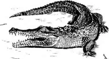 Острорылый крокодил Crocodylus acutus